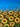 UKRAINIAN FIELD  - 24 in x 48 in (61 cm x 122 cm)