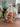 Harvest Bloom Pumpkin